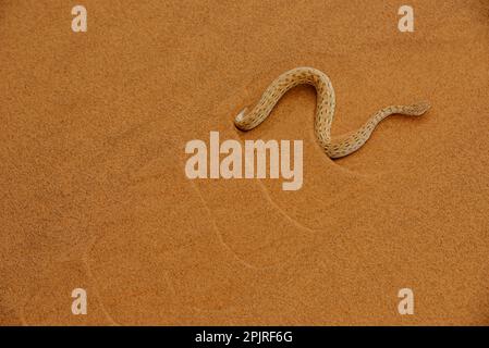 Peringuey's Adder (Bitis peringueyi) adulte, « serpentant » sur une dune de sable dans le désert, désert du Namib, Namibie Banque D'Images