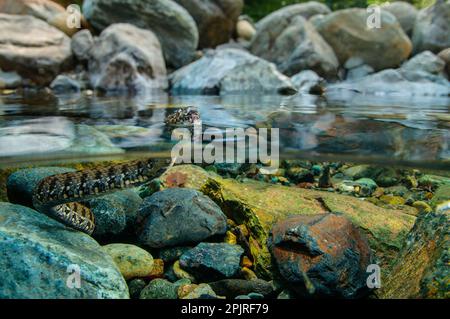 Serpent de Viperine (Natrix maura) adulte, natation, du dessus et du dessous de l'eau, Italie Banque D'Images