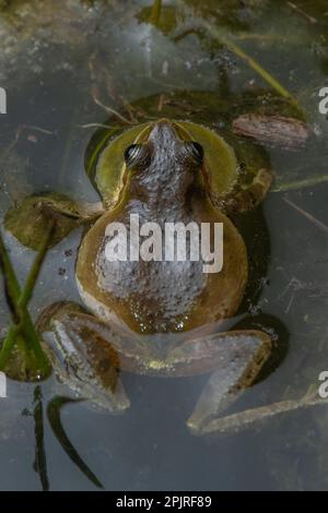 Chœur Frog (Pseudacris sierra) appelant et vochant avec un sac de gorge gonflé d'un étang vernal dans le comté de Santa Calra, Californie. Banque D'Images