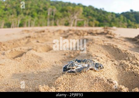 Tortue verte, tortue verte, tortue verte, tortue verte, tortue verte, Tortue de mer verte, tortues de mer verte, verte Banque D'Images