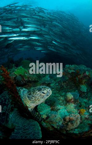 Tortue de mer à tête plate (Caretta caretta) adulte reposant à côté du corail rouge sur le récif avec une école de barracuda à nageoires noires (Sphyraena qenie) dans le Banque D'Images