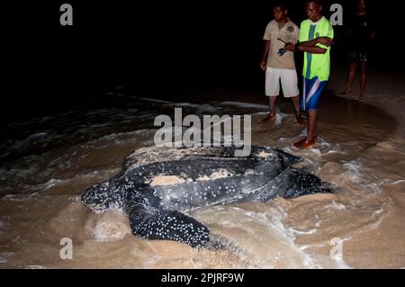 Tortue luth (Dermochelys coriacea), tortues luth, autres animaux, tortues marines, reptiles, Tortues, animaux, tortue luth adulte Banque D'Images