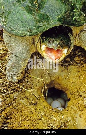 Tortue serpentine (Chelydra serpentina) femelle adulte, posture agressive, à côté des œufs dans le nésthole, Ohio (U.) S. A. Banque D'Images