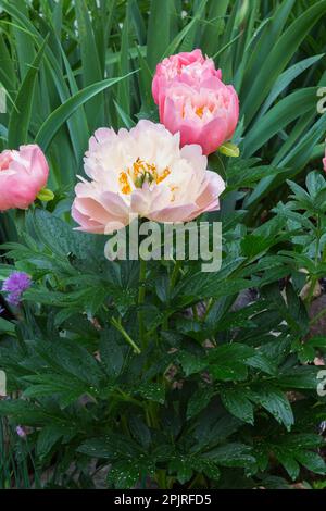 Paeonia 'Rose Hawaiian Corail', 'Dr. Alezander Fleming' - pivoine à la frontière dans le jardin d'arrière-cour au printemps. Banque D'Images