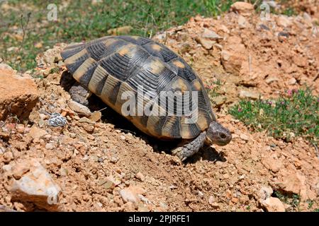 Tortue Marginée, tortues Marginées (Testudo marginata), autres animaux, reptiles, tortues, animaux, Tortues, tortue Marginée adulte Banque D'Images