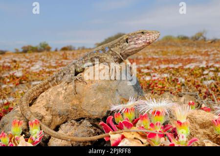 Lézard des Canaries (Gallotia galloti), lézards des îles Canaries, autres animaux, reptiles, animaux, Lézards, Ténérife Lizard, adulte, homme, se prélassant Banque D'Images