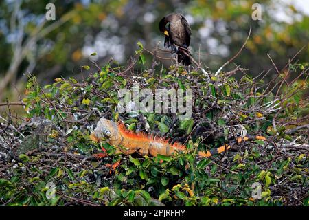 Iguana vert commun (iguana iguana), adulte sur arbre rougeâtre en couleur, Wakodahatchee Wetlands, Delray Beach, Floride, États-Unis Banque D'Images