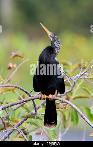 Anhinga (Anhinga anhinga), adulte en veille, Wakodahatchee Wetlands, Delray Beach, Floride, ÉTATS-UNIS Banque D'Images