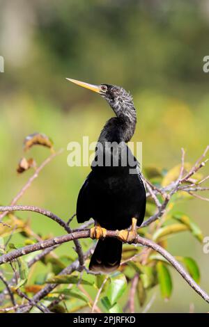 Anhinga (Anhinga anhinga), adulte en veille, Wakodahatchee Wetlands, Delray Beach, Floride, ÉTATS-UNIS Banque D'Images