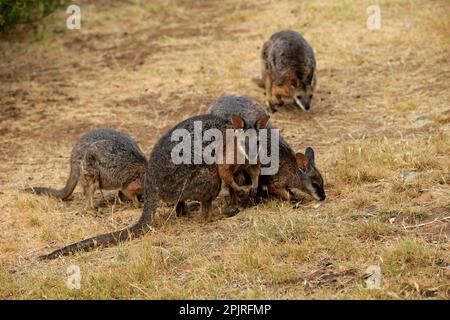Tammar Wallaby (Macropus eugenii), Dama-Wallaby, groupe d'adultes se nourrissant, Kangaroo Island, Australie méridionale, Australie Banque D'Images