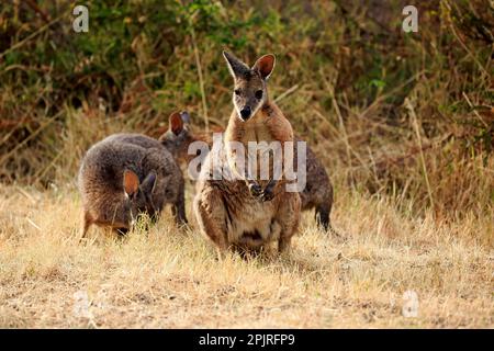 Tammar Wallaby (Macropus eugenii), Dama-Wallaby, groupe d'adultes se nourrissant, Kangaroo Island, Australie méridionale, Australie Banque D'Images