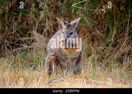 Tammar Wallaby (Macropus eugenii), Dama-Wallaby, alimentation des adultes, Kangaroo Island, Australie méridionale, Australie Banque D'Images