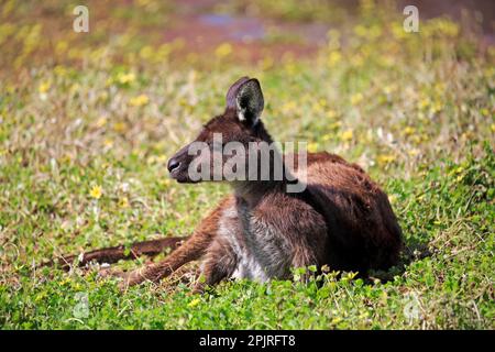 Kangaroo on Kangaroo Island, adulte, repos, Kangaroo Island, kangaroo Island gris (Macropus fuliginosus fuliginosus), Australie Banque D'Images