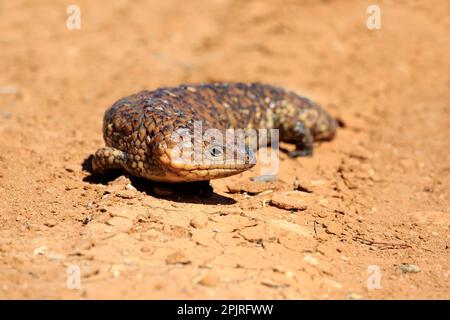 Tiliqua rugosa, crête de galets, lézard, marcheur adulte, parc national de Sturt, Nouveau skin de queue de cheval du Sud (Tiliqua rugosa), Australie Banque D'Images