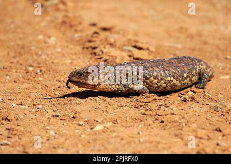 Tiliqua rugosa, crête de galets, lézard, marcheur adulte, parc national de Sturt, Nouveau skin de queue de cheval du Sud (Tiliqua rugosa), Australie Banque D'Images