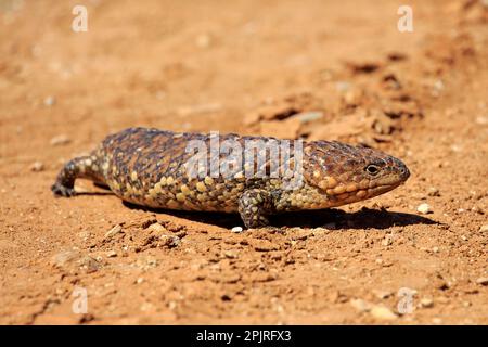 Tiliqua rugosa, crête de galets, lézard, marcheur adulte, parc national de Sturt, Nouveau skin de queue de cheval du Sud (Tiliqua rugosa), Australie Banque D'Images