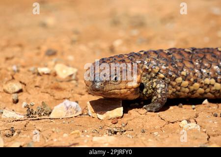 Tiliqua rugosa, lézard à queue d'aronde, portrait d'adulte, parc national de Sturt, Nouvelle-Skinque à queue d'aronde du Sud (Tiliqua rugosa), Australie Banque D'Images