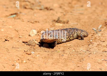 Tiliqua rugosa, crête de galets, lézard, marcheur adulte, parc national de Sturt, Nouveau skin de queue de cheval du Sud (Tiliqua rugosa), Australie Banque D'Images