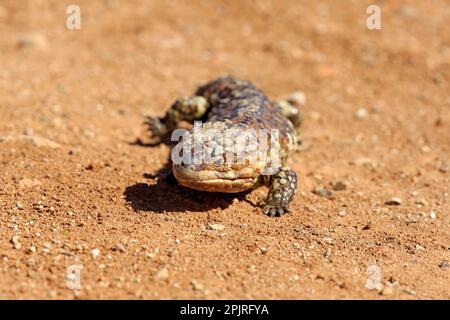 Tiliqua rugosa, crête de galets, lézard, marcheur adulte, parc national de Sturt, Nouveau skin de queue de cheval du Sud (Tiliqua rugosa), Australie Banque D'Images