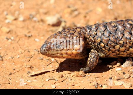 Tiliqua rugosa, lézard à queue d'aronde, portrait d'adulte, parc national de Sturt, Nouvelle-Skinque à queue d'aronde du Sud (Tiliqua rugosa), Australie Banque D'Images