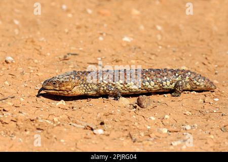 Tiliqua rugosa, crête de galets, lézard, marcheur adulte, parc national de Sturt, Nouveau skin de queue de cheval du Sud (Tiliqua rugosa), Australie Banque D'Images