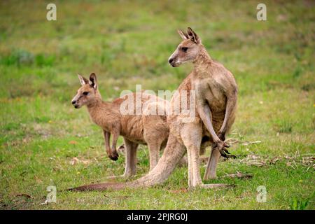 Kangourou gris de l'est (Macropus giganteus), paire d'adultes, Merry Beach, parc national de Murramarang, Nouvelle-Galles du Sud, Australie Banque D'Images