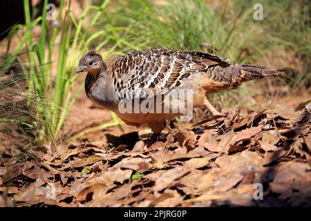 Poulet malayan, mâle adulte au nid, Adélaïde, Australie méridionale, malléefhibou (Leipoa ocellata) Banque D'Images