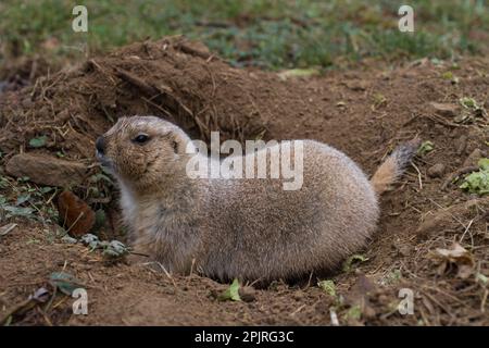 Chien de prairie à queue noire (Cynomys ludovicianus), adulte, à la terriers, Amérique du Nord Banque D'Images