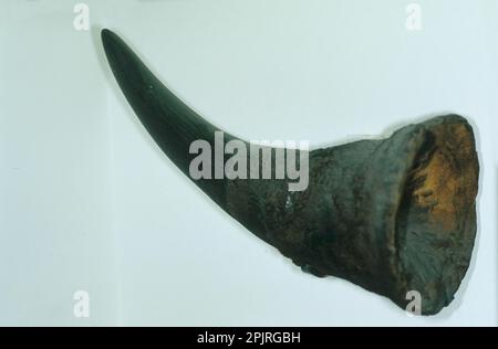 Rhinocéros noir (Diceros bicornis), corne Banque D'Images