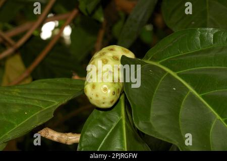 Grand morinda (Morinda citrifolia) Banque D'Images