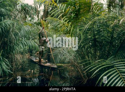 Afrique, groupe ethnique Libinza, îles du fleuve Ngiri, République démocratique du Congo. Homme propulsant canoë avec poteau dans la forêt de marais de palmiers raphia. Banque D'Images