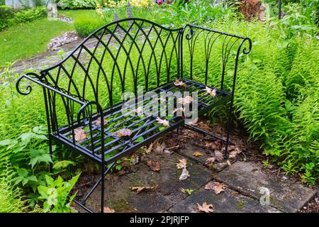 Banc en fer forgé noir bordé par Matteuccia struthiopteris - Ostrich Ferns dans jardin au printemps. Banque D'Images
