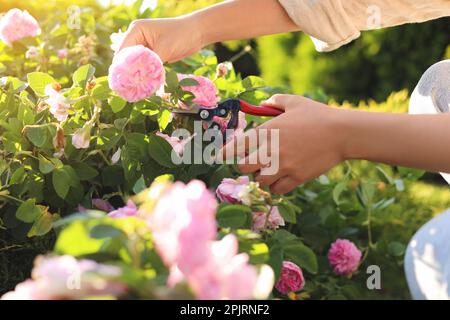 Femme élagage de thé rose brousse dans le jardin, à proximité Banque D'Images