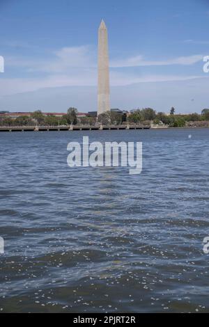 Washington, États-Unis. 03rd avril 2023. Le monument de Washington se reflète dans le bassin de marée avec des pédales de cerisiers en fleurs alors que le pic de floraison se ferme à Washington, DC lundi, 3 avril 2023. Photo de Bonnie Cash/UPI Credit: UPI/Alay Live News Banque D'Images