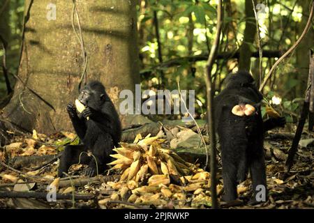 Les jeunes individus de la macaque à crête noire de Sulawesi (Macaca nigra) se nourrissent de liana déchue alors qu'ils sont assis sur le terrain forestier de la réserve naturelle de Tangkoko, au nord de Sulawesi, en Indonésie. Selon une équipe de scientifiques dirigée par Miriam Plaza Pinto (Departamento de Ecologia, Centro de Biociências, Universidade Federal do Rio Grande do Norte, Natal, RN, Brésil) dans leur rapport scientifique publié sur la nature en janvier 2023, les changements climatiques et les maladies sont des menaces émergentes pour les primates. Un article de recherche de 2017 rédigé par une équipe dirigée par Rafael Reyna-Hurtado a conclu que le changement climatique dans chaque... Banque D'Images