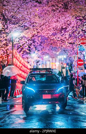 Shibuya Sakuragaoka Sakura Matsuri, rue Sakura - Shibuya, Sakuragaokacho, ville de Shibuya, Tokyo Banque D'Images