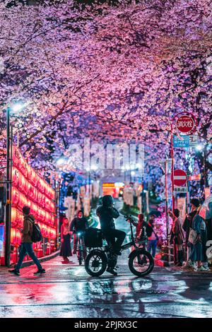 Shibuya Sakuragaoka Sakura Matsuri, rue Sakura - Shibuya, Sakuragaokacho, ville de Shibuya, Tokyo Banque D'Images