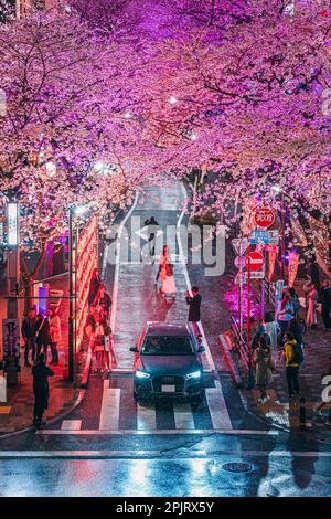 Shibuya Sakuragaoka Sakura Matsuri, rue Sakura - Shibuya, Sakuragaokacho, ville de Shibuya, Tokyo Banque D'Images