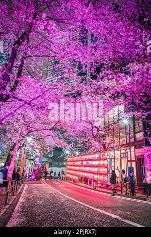 Shibuya Sakuragaoka Sakura Matsuri, rue Sakura - Shibuya, Sakuragaokacho, ville de Shibuya, Tokyo Banque D'Images