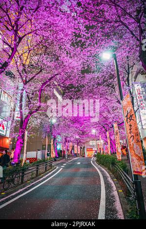 Shibuya Sakuragaoka Sakura Matsuri, rue Sakura - Shibuya, Sakuragaokacho, ville de Shibuya, Tokyo Banque D'Images