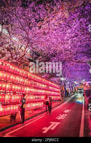 Shibuya Sakuragaoka Sakura Matsuri, rue Sakura - Shibuya, Sakuragaokacho, ville de Shibuya, Tokyo Banque D'Images