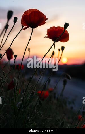 Ciel à l'aube en arrière-plan et des coquelicots rouges s'étendant vers le soleil croissant sur le côté de la route, gros plan. Banque D'Images