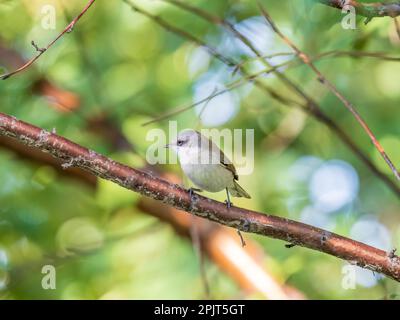 La chiffballe commune, lat. phylloscopus collybita, assis sur la branche de la brousse au printemps et à la recherche de nourriture. Mignonne petite paruline. Songbird dans la faune. Banque D'Images