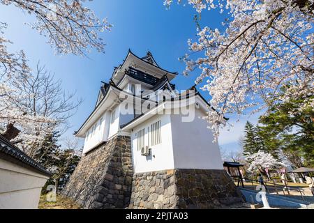 Yokote-JO (château de Yokote), avec fleurs de cerisier, festival de fleurs, ville de Yokote, Akita, Tohoku, Japon, Asie de l'est, Asie Banque D'Images