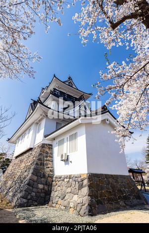 Yokote-JO (château de Yokote), avec fleurs de cerisier, festival de fleurs, ville de Yokote, Akita, Tohoku, Japon, Asie de l'est, Asie Banque D'Images