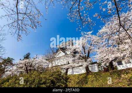 Yokote-JO (château de Yokote), avec fleurs de cerisier, festival de fleurs, ville de Yokote, Akita, Tohoku, Japon, Asie de l'est, Asie Banque D'Images