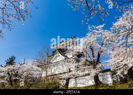 Yokote-JO (château de Yokote), avec fleurs de cerisier, festival de fleurs, ville de Yokote, Akita, Tohoku, Japon, Asie de l'est, Asie Banque D'Images