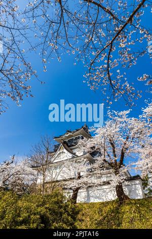Yokote-JO (château de Yokote), avec fleurs de cerisier, festival de fleurs, ville de Yokote, Akita, Tohoku, Japon, Asie de l'est, Asie Banque D'Images