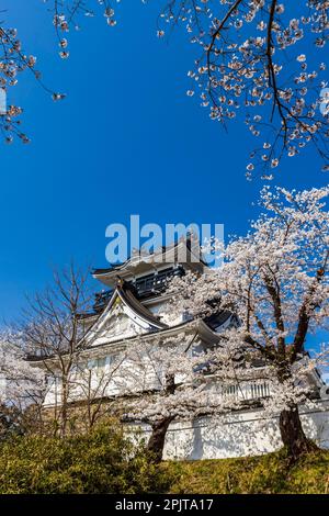 Yokote-JO (château de Yokote), avec fleurs de cerisier, festival de fleurs, ville de Yokote, Akita, Tohoku, Japon, Asie de l'est, Asie Banque D'Images