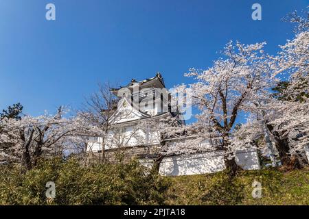 Yokote-JO (château de Yokote), avec fleurs de cerisier, festival de fleurs, ville de Yokote, Akita, Tohoku, Japon, Asie de l'est, Asie Banque D'Images